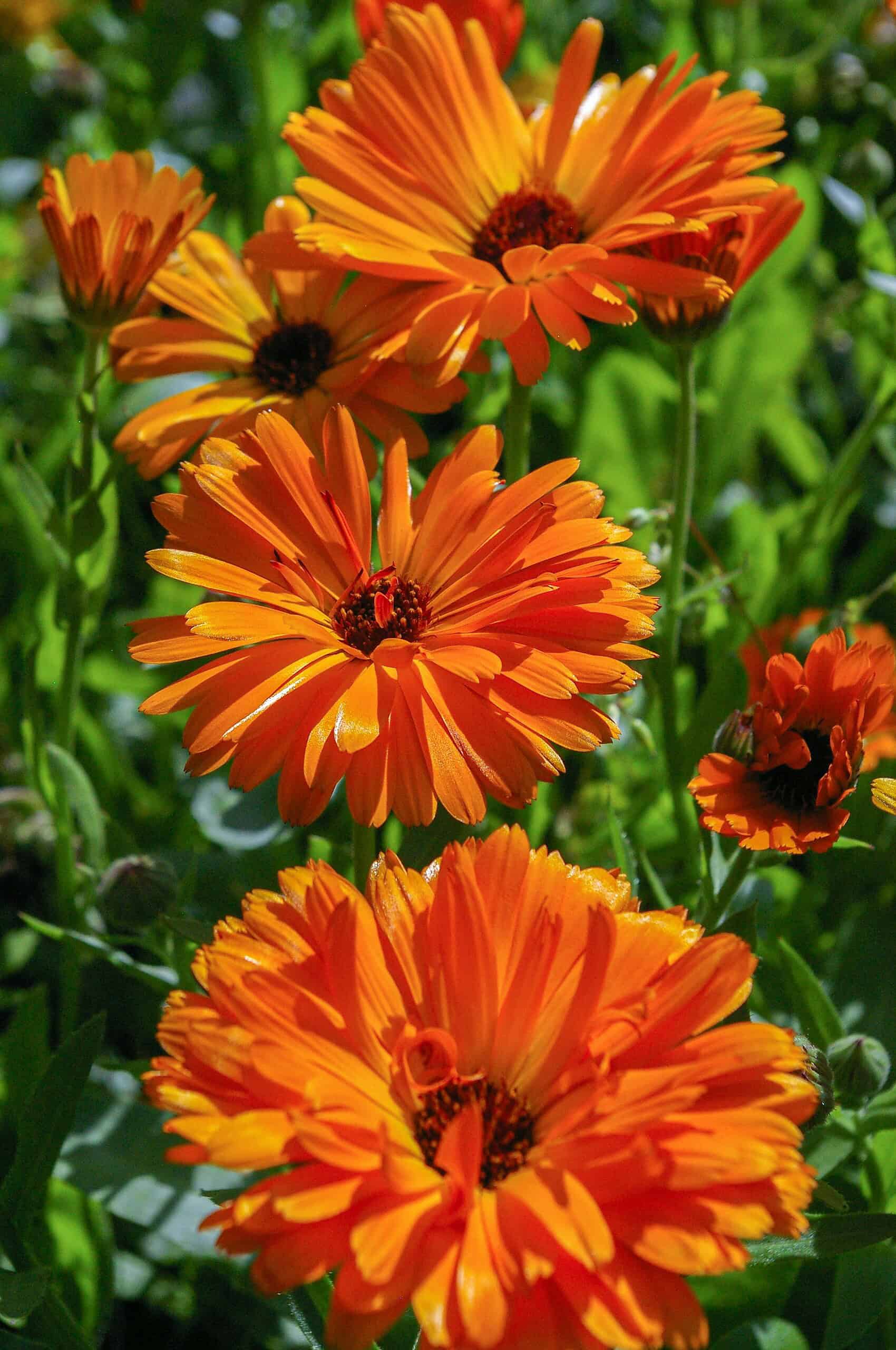 Orange calendulas