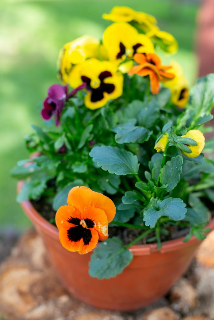 orange and yellow pansies adding color to a cold-weather garden