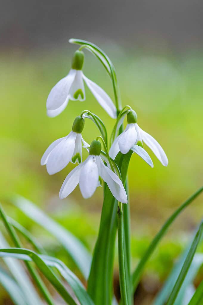 Close-up of delicate white snowdrop