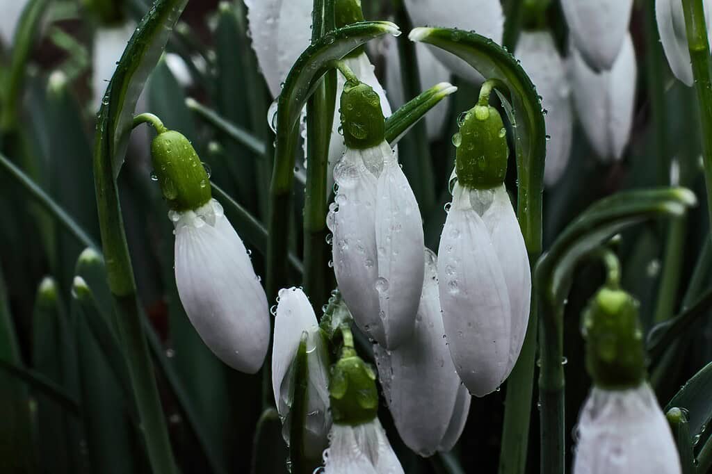 Snowdrop Flowers