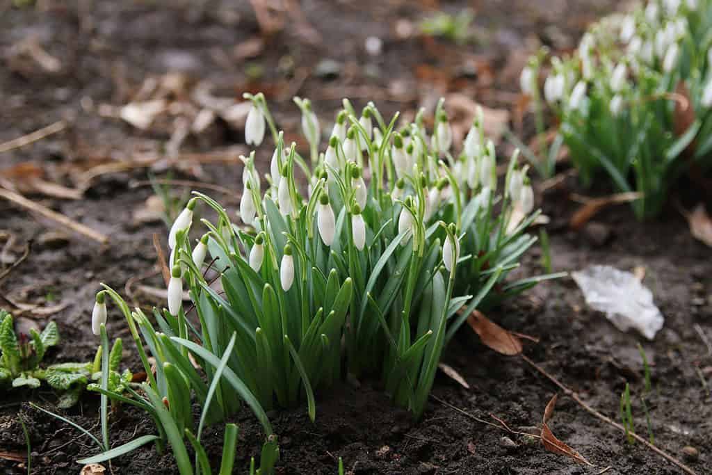 Snowdrops emerging from the soil
