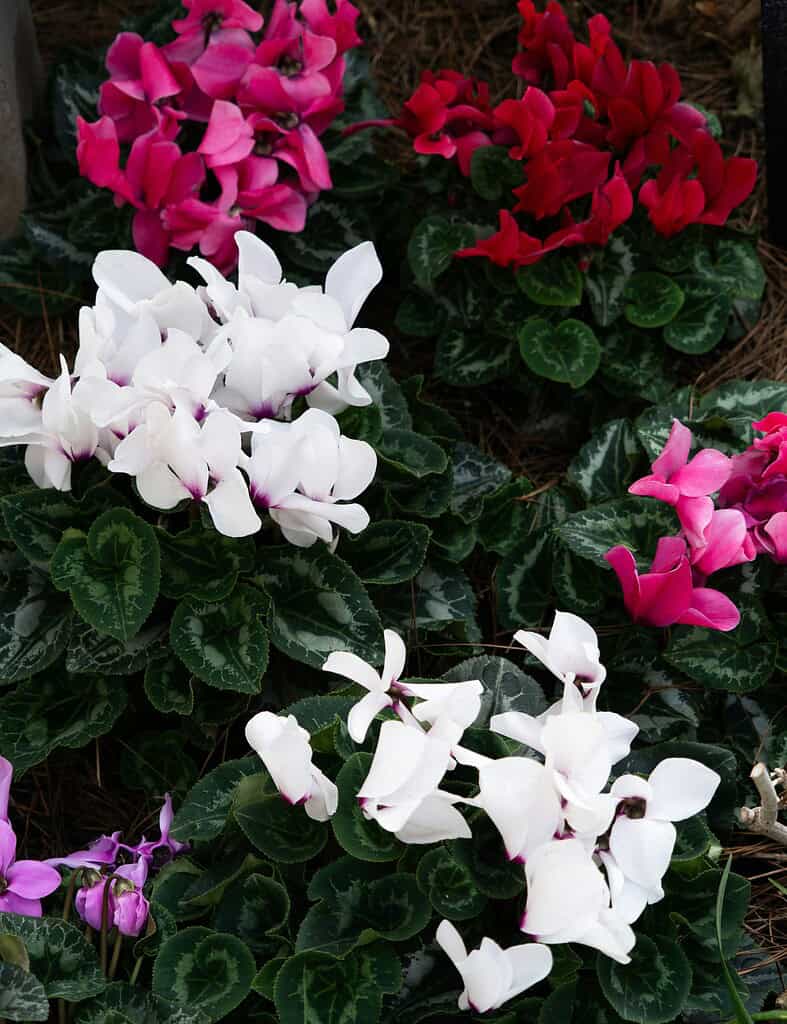Varying colors of cyclamen