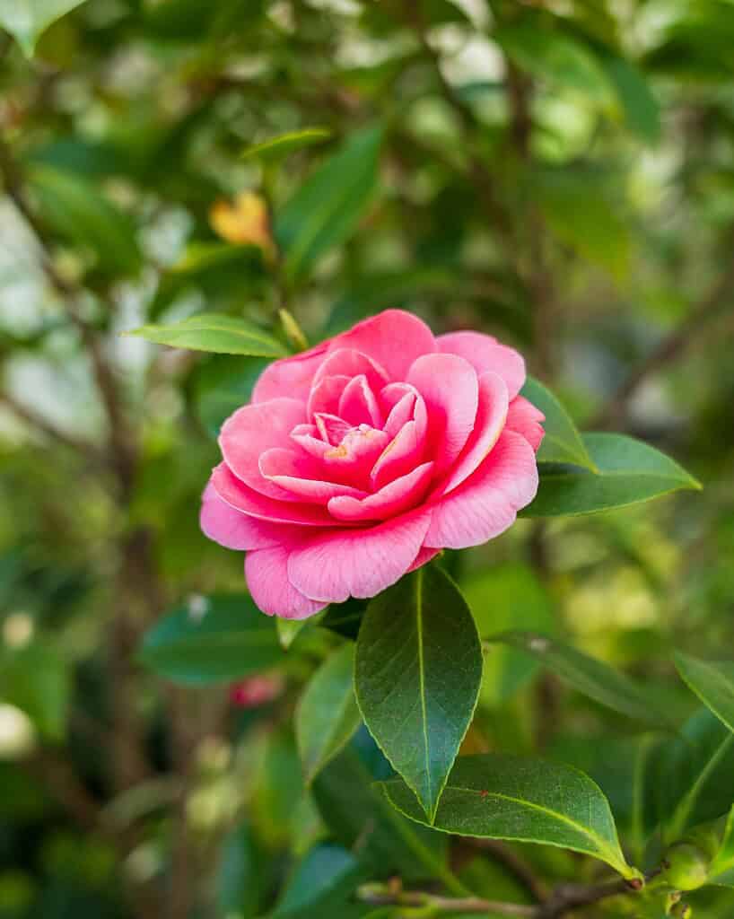 Vibrant Pink Camellia Flower in Bloom