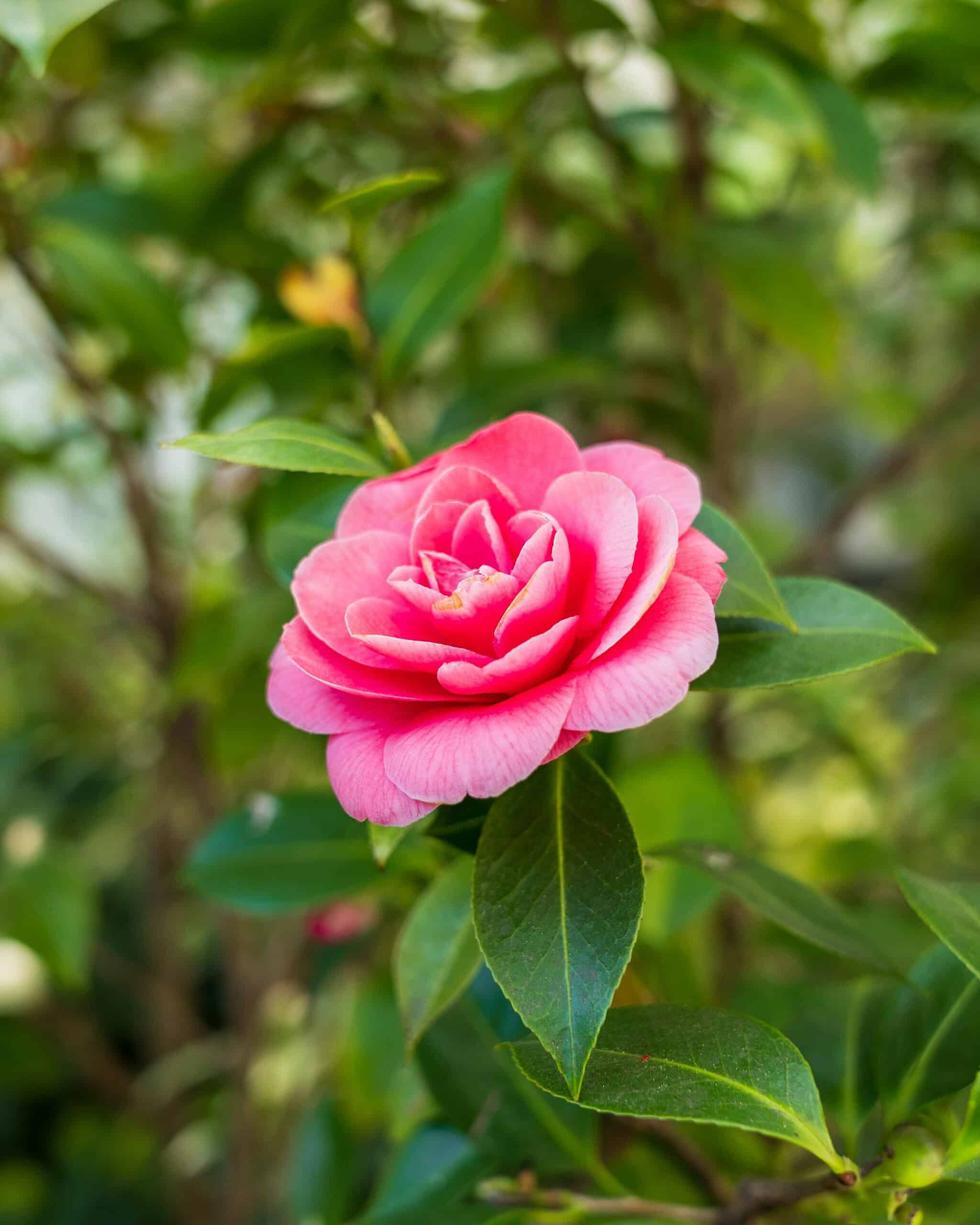 Vibrant Pink Camellia Flower in Bloom