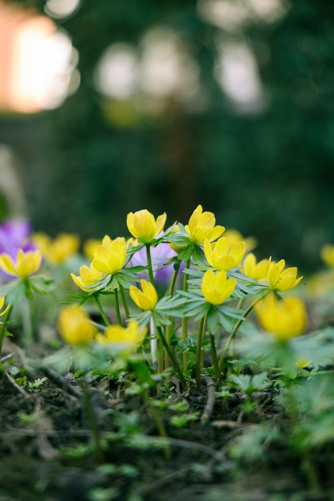 Low-growing yellow winter aconite flowers thriving in cold soil