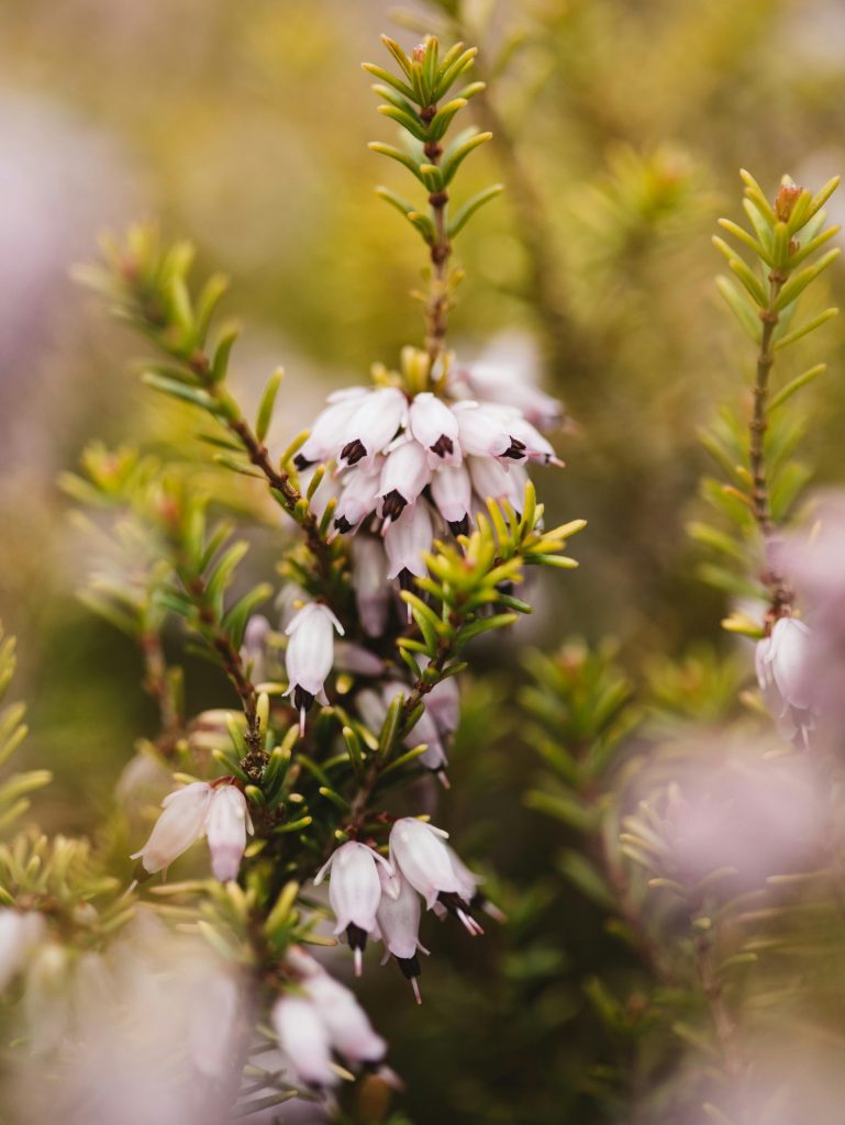 Close-up of frost-resistant winter heath flowers in full bloom