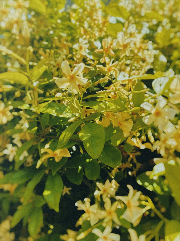 Bright yellow winter jasmine flowers blooming on bare stems in cold weather