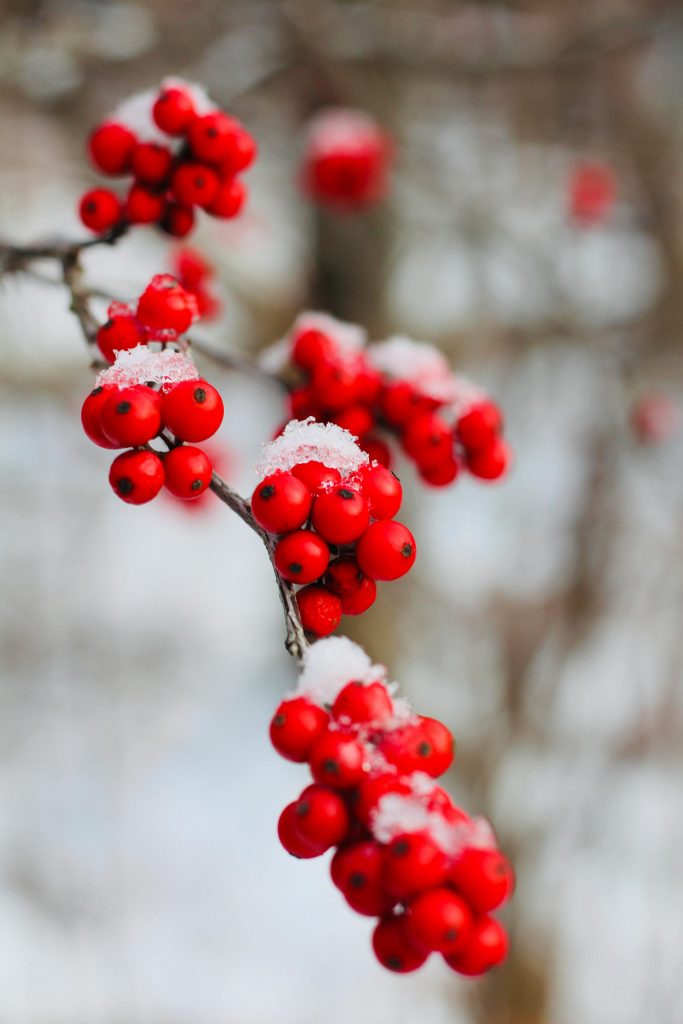 Bright red winterberry clusters on bare branches in snowy garden