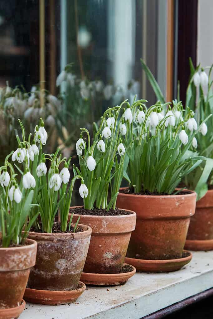 a collection of snowdrop flowers (Galanthus) blooming in classic terracotta pots, neatly lined up on a stone or concrete windowsill in early spring
