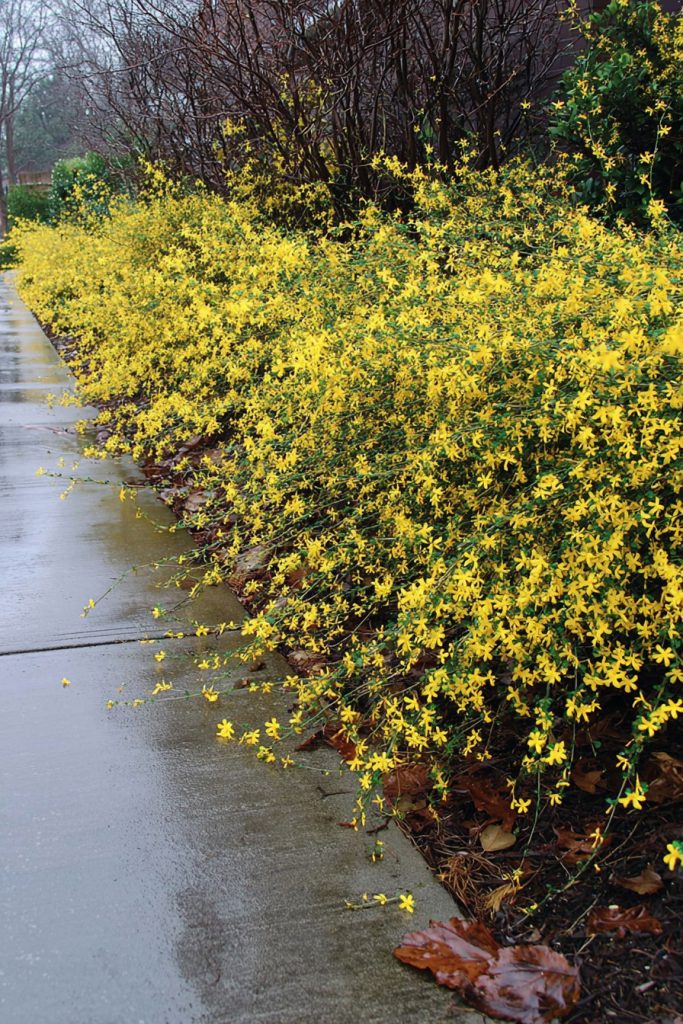 a dense Winter Jasmine groundcover hedge (Jasminum nudiflorum) in full bloom, sprawling across a sloped urban garden edge beside a wet concrete sidewalk