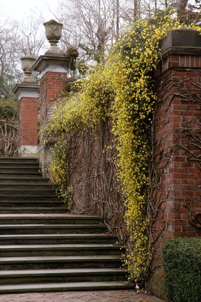  a formal estate garden in early spring, featuring Winter Jasmine (Jasminum nudiflorum) cascading down the side of a tall red brick wall 