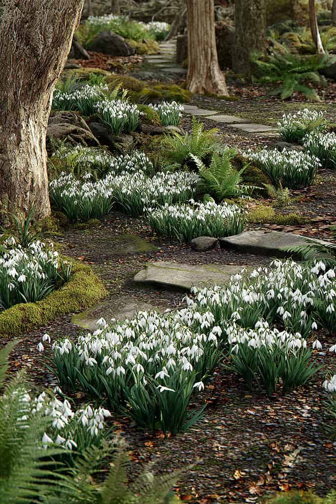 a peaceful woodland garden in early spring, featuring wide drifts of blooming snowdrops (Galanthus) carpeting the shaded forest floor