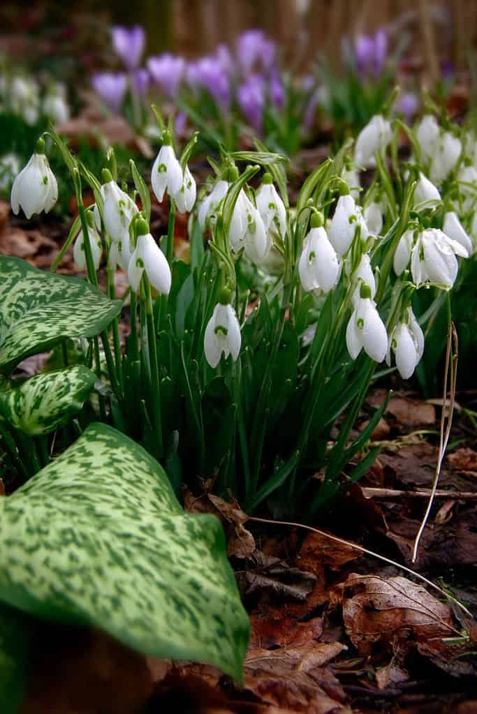 a woodland garden in early spring, showcasing a natural cluster of blooming snowdrops (Galanthus) with graceful, nodding white flowers and narrow green leaves