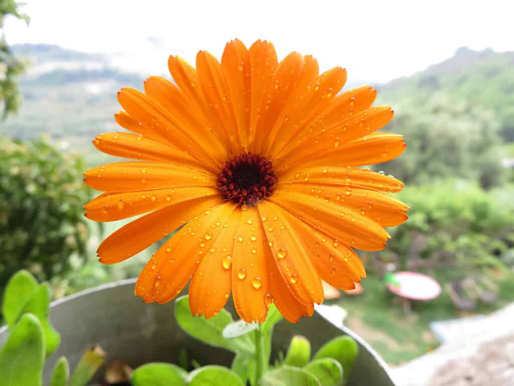 Close-up of a vibrant calendula blossom with golden petals