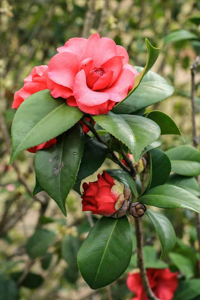 close up image of a camellia flower