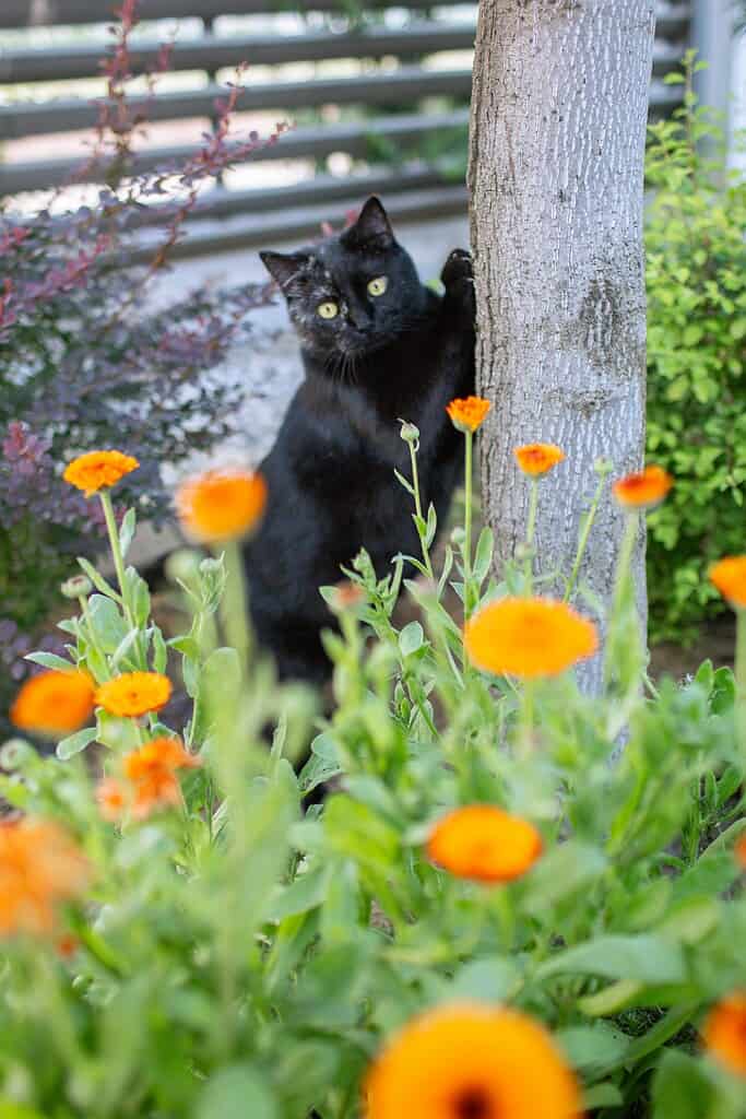 A mischievous black cat hugging a tree amidst bright calendula blooms.