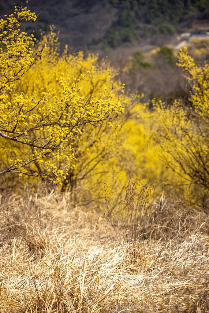 Hardy cornelian cherry shrubs with vibrant yellow blooms thriving in cold season