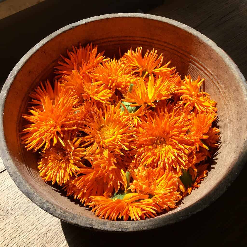 freshly harvested calendula flowers in a rustic bowl