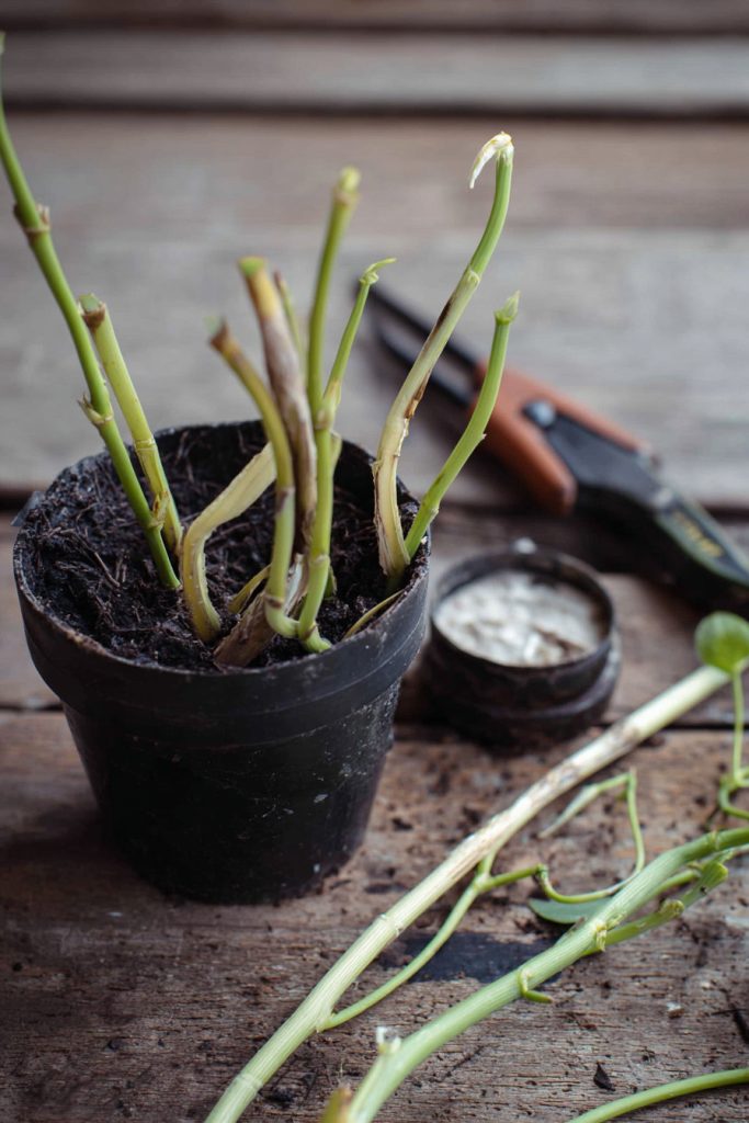 close-up horticultural photograph of Winter Jasmine (Jasminum nudiflorum) propagation using softwood cuttings in a small nursery pot