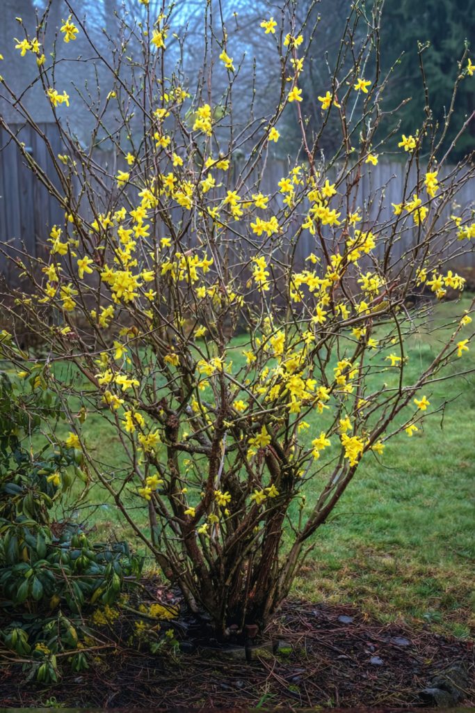 botanical landscape photograph of a mature Winter Jasmine shrub (Jasminum nudiflorum) blooming in early spring