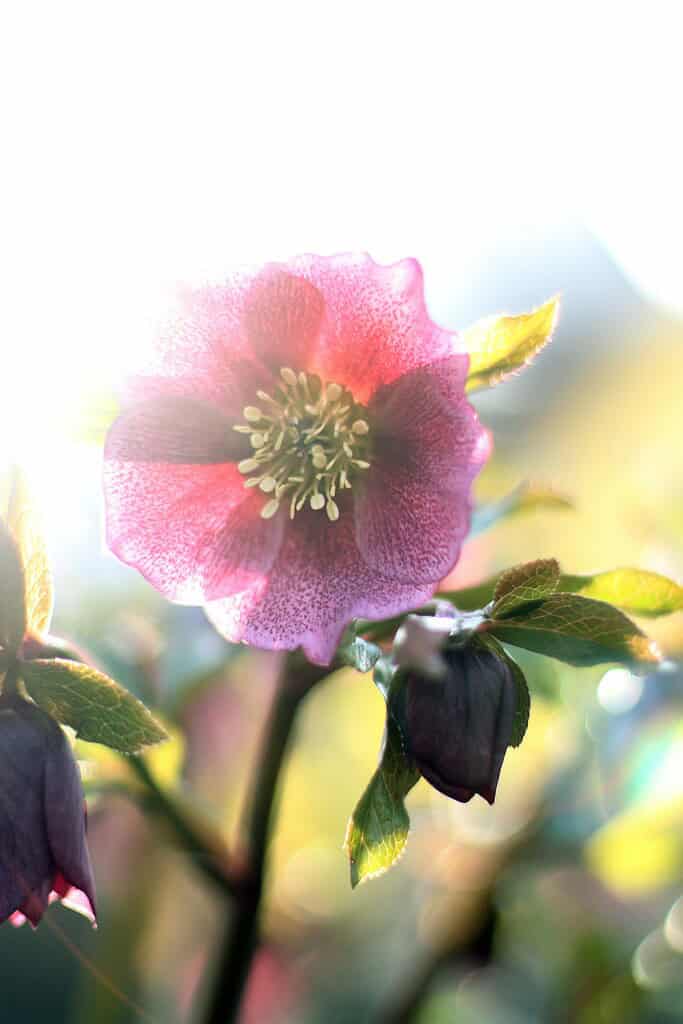 Close-up of a pink hellebore flower with soft sunlight in the background