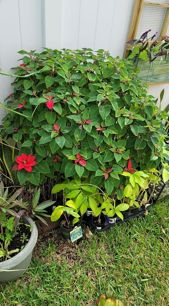 Poinsettias Outdoors