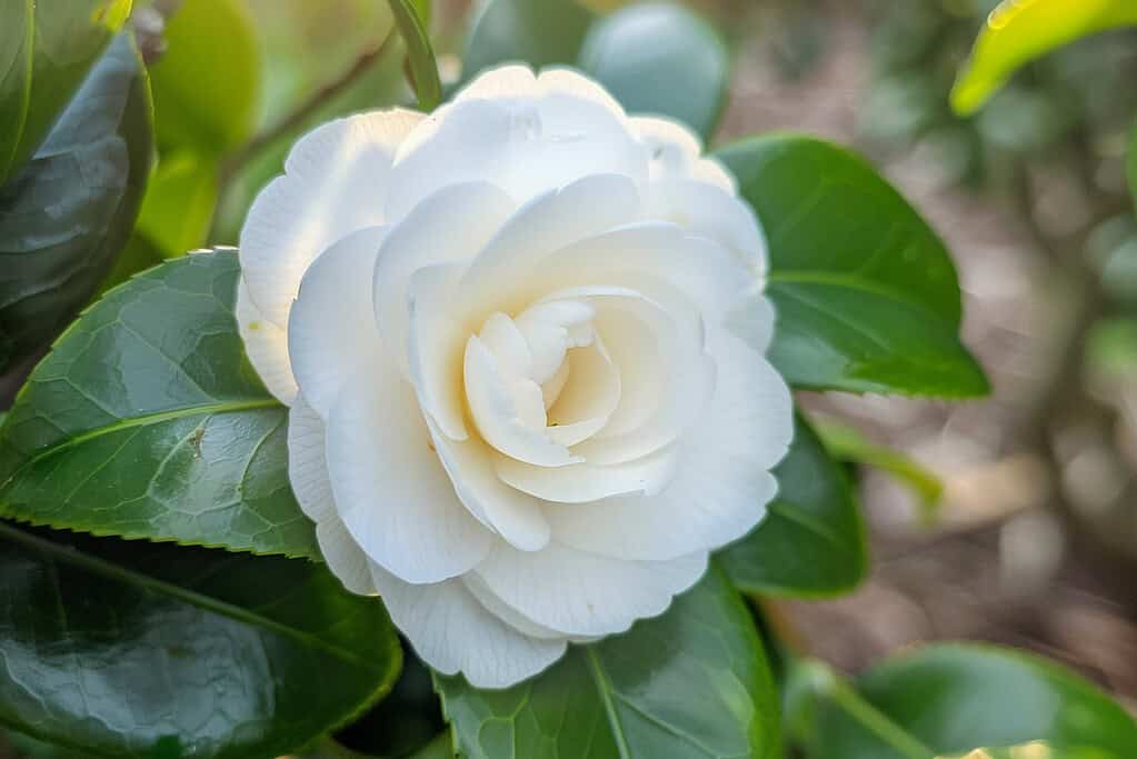 Close-up of a white camellia flower in bloom, surrounded by green leaves, outdoor garden setting, natural bright daylight