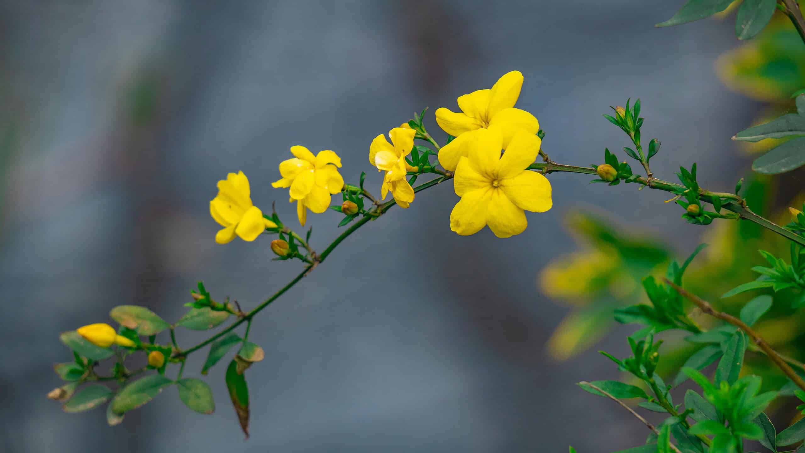 Close-up of a Winter Jasmine Shrub