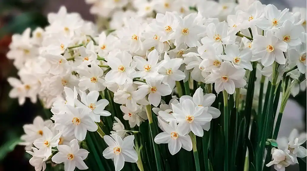 A dense, abundant cluster of blooming paperwhite narcissus flowers, with dozens of delicate star-shaped white blossoms featuring small golden-yellow centers.