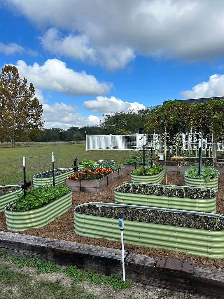 green metal raised beds lay out