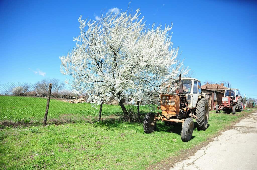 two vintage tractors parked alongside a blooming white blossom tree under a vibrant blue sky