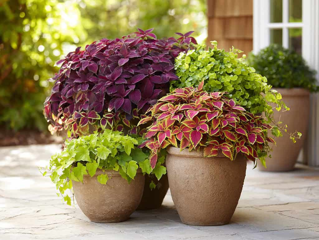 a bright fall container garden featuring reused summer plants--coleus and sweet potato vine--freshly transplanted into autumn planters