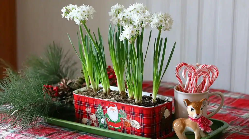 Tall blooming paperwhite narcissus flowers with slender green stems and clusters of delicate white blossoms, planted in a small rectangular red plaid container decorated with vintage Santa Claus illustrations.