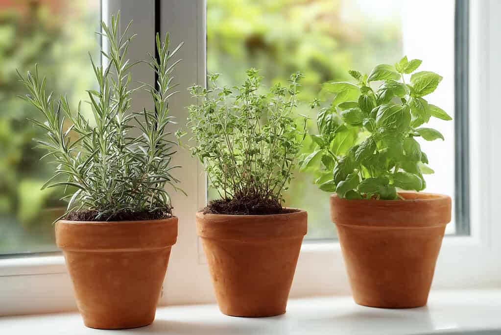 a minimalist indoor herb garden set on a white windowsill