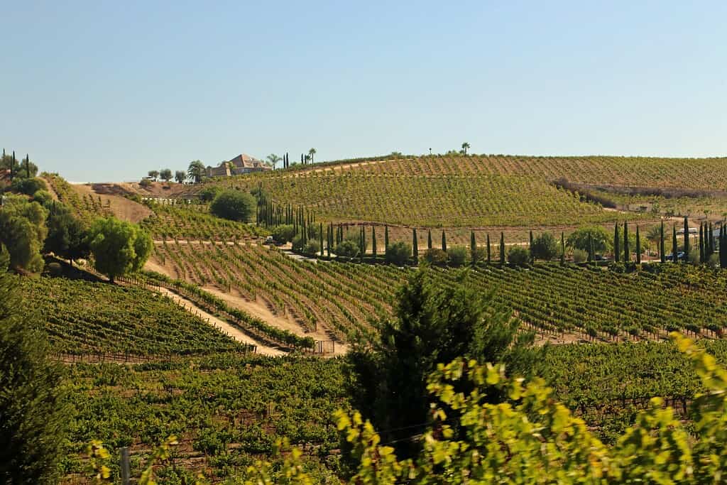 a sunlit vineyard estate nestled in rolling hills during a late summer afternoon