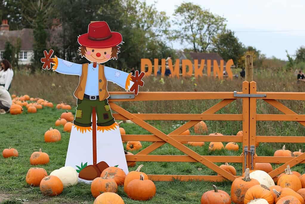 autumn farm scene featuring a festive pumpkin patch