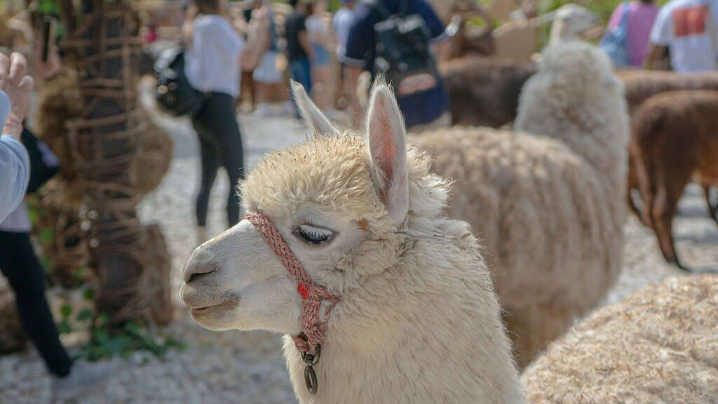 a fluffy white alpaca with a red halter, standing in a lively outdoor petting zoo or farm event