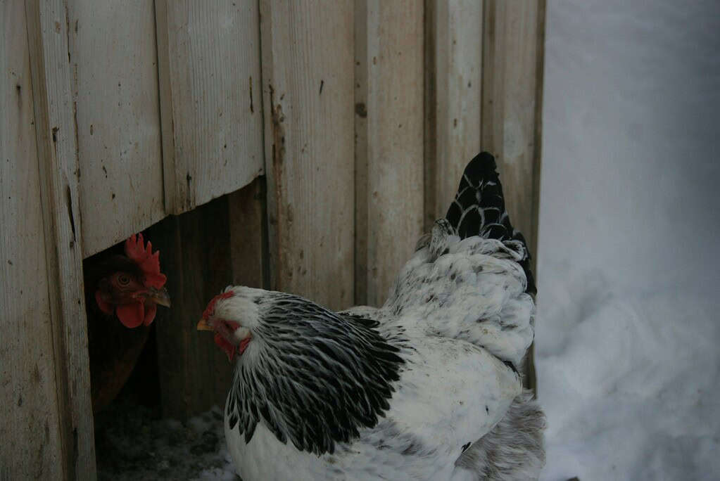 a close up image of a chicken in snow