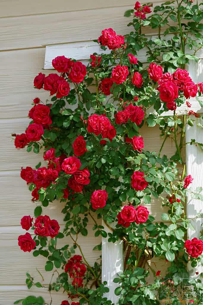 A vibrant red climbing rose bush trained on a white trellis against a beige wooden house wall