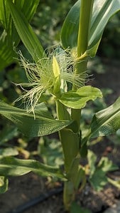 10 Corn Companion Plants