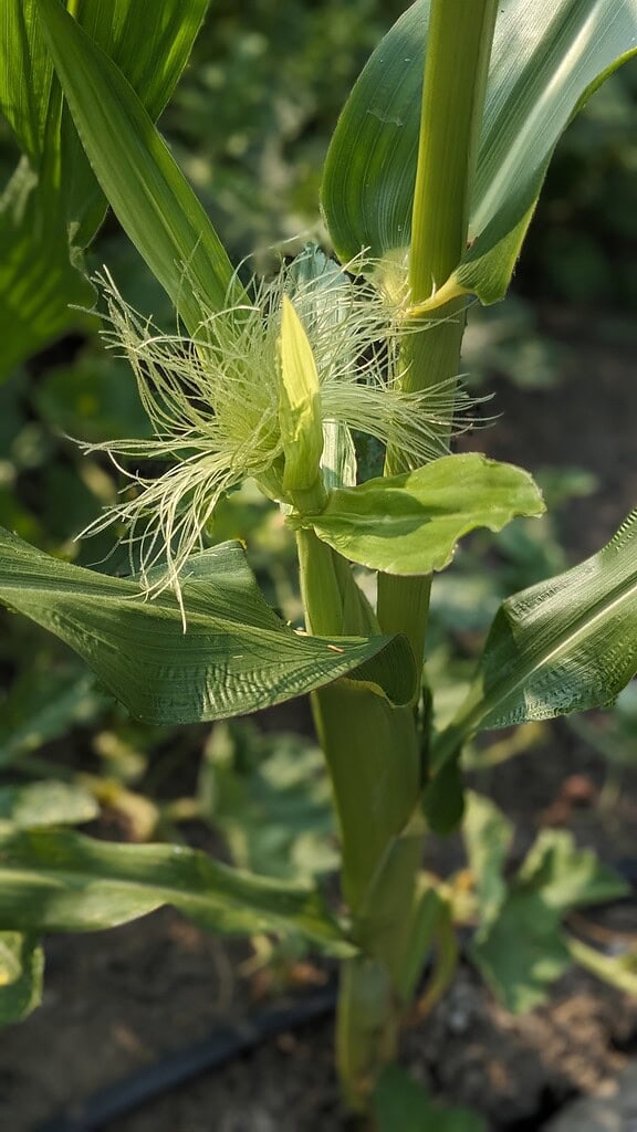 close up image of a corn