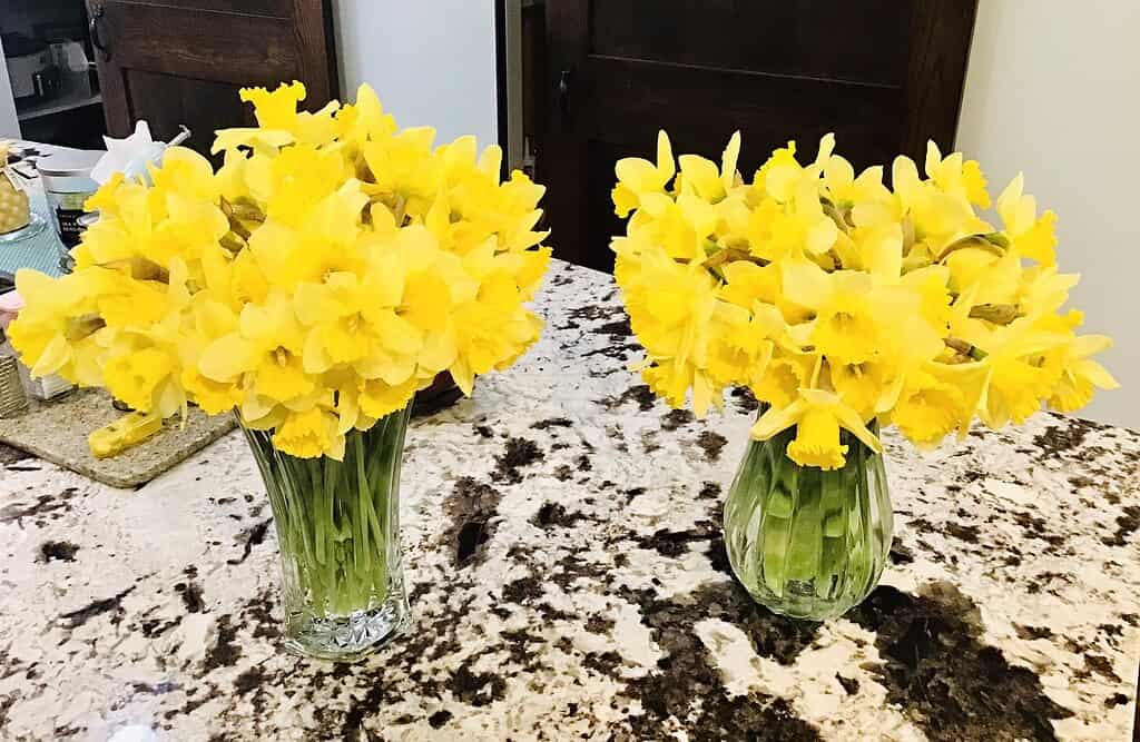daffodils in a two glass jar