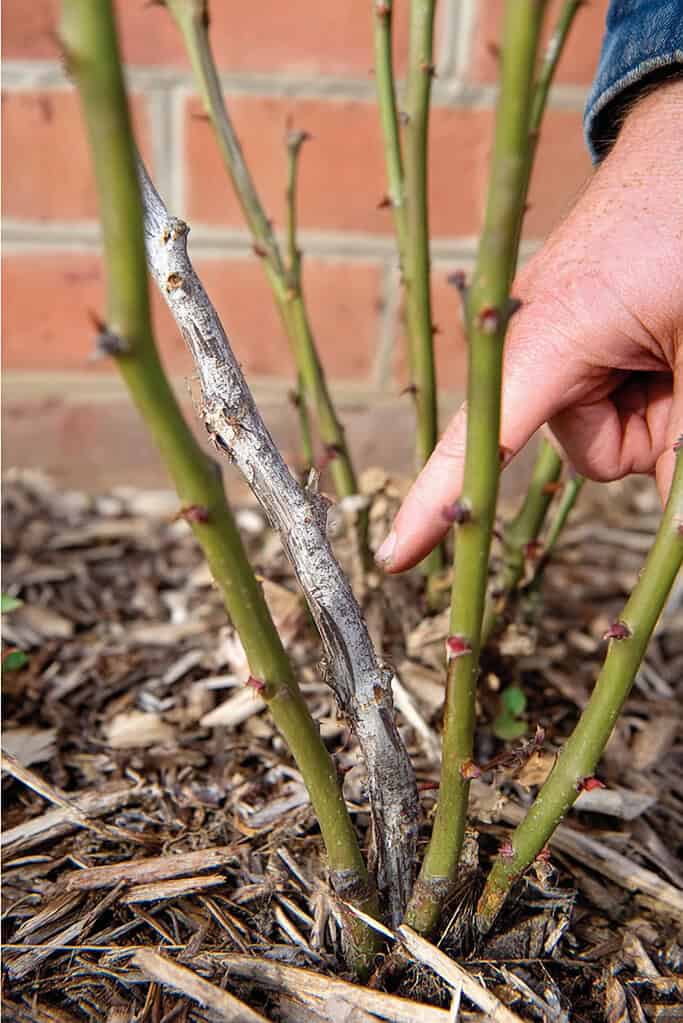 a person's hand pointing at a damaged or dead rose cane in a garden bed, surrounded by pruned green rose stems