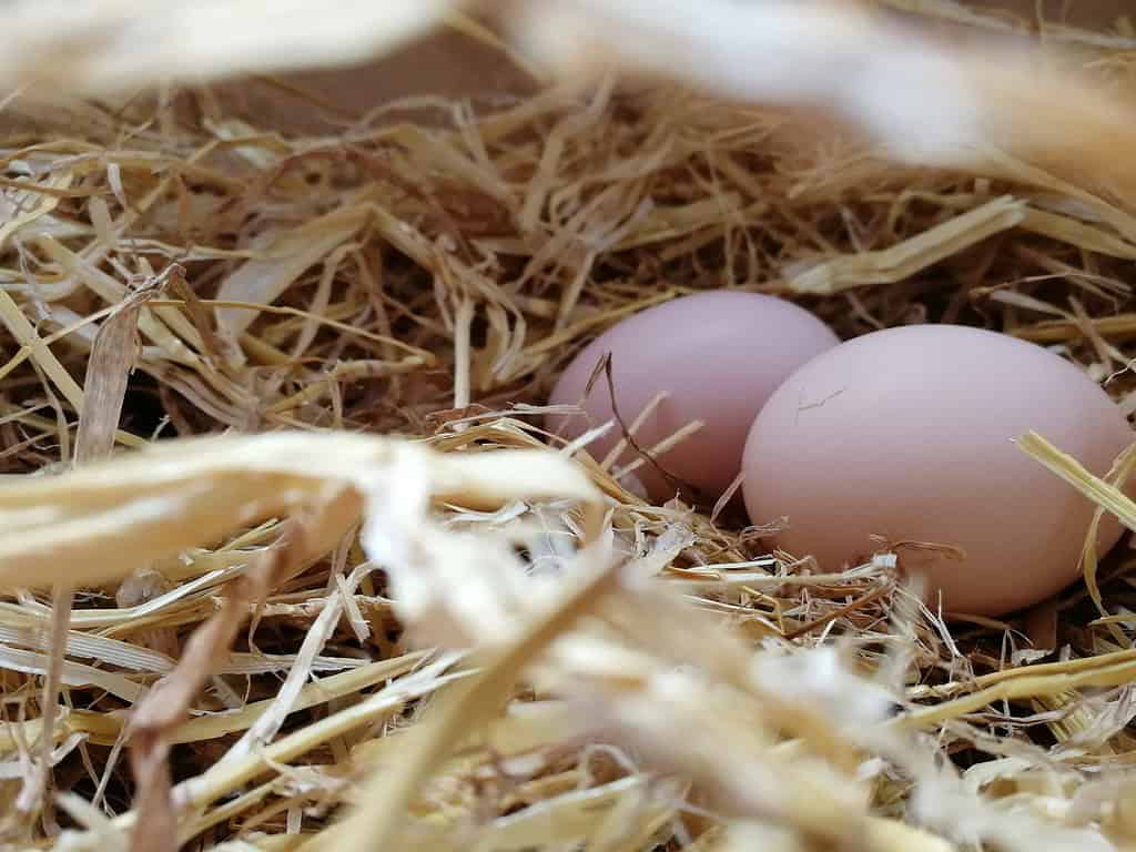 two eggs laying on a straw bedding