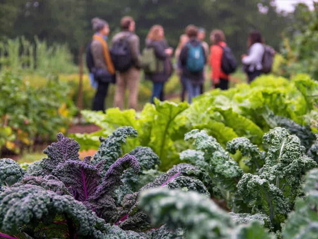 a vibrant organic vegetable garden with a group of people standing in the background, engaged in conversation or a farm tour