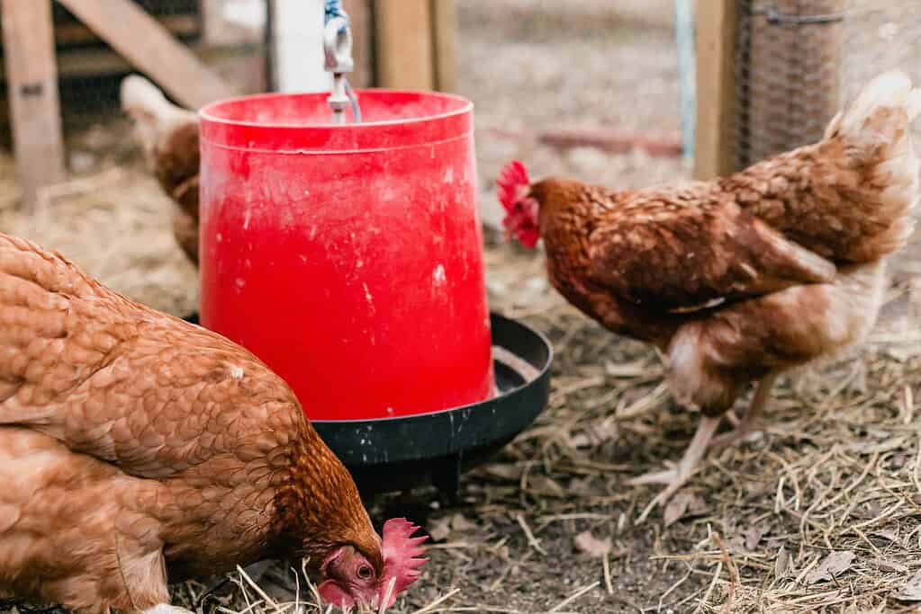 A cozy farmyard scene featuring brown hens pecking at straw around a bright red chicken waterer inside a rustic coop