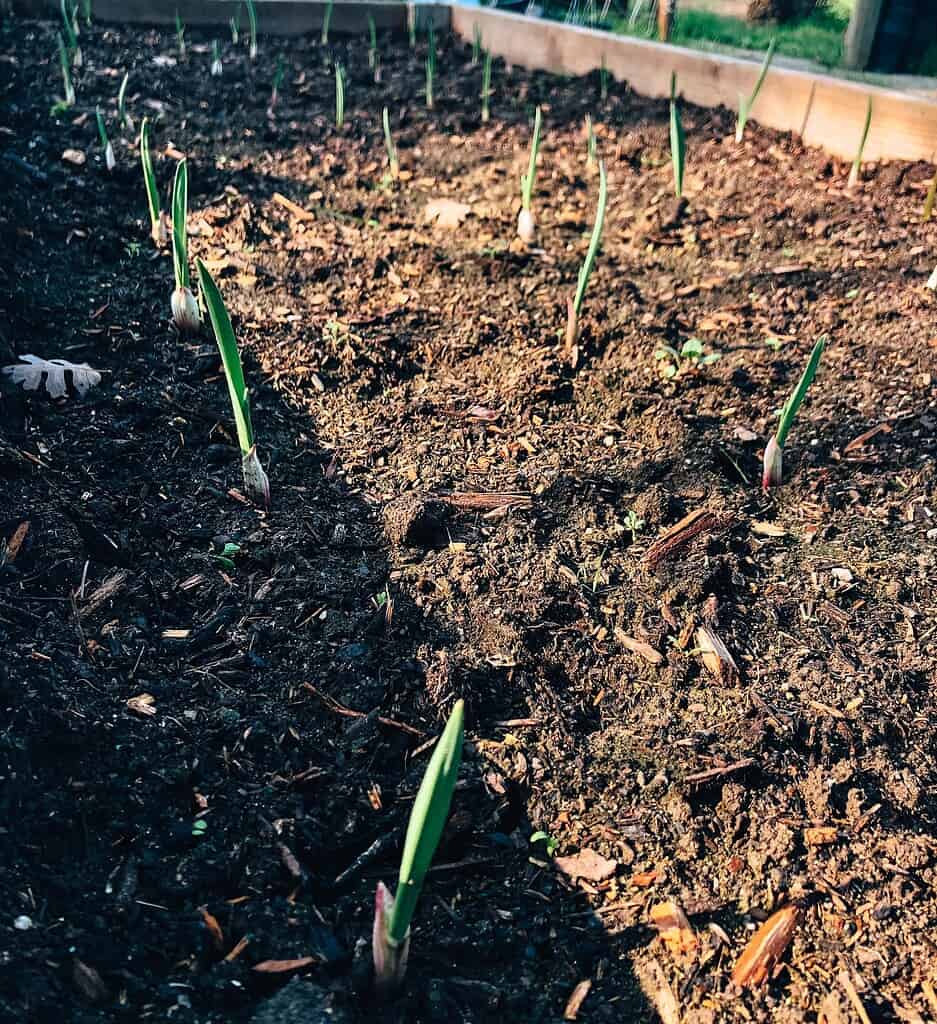 sprouting garlic from the soil