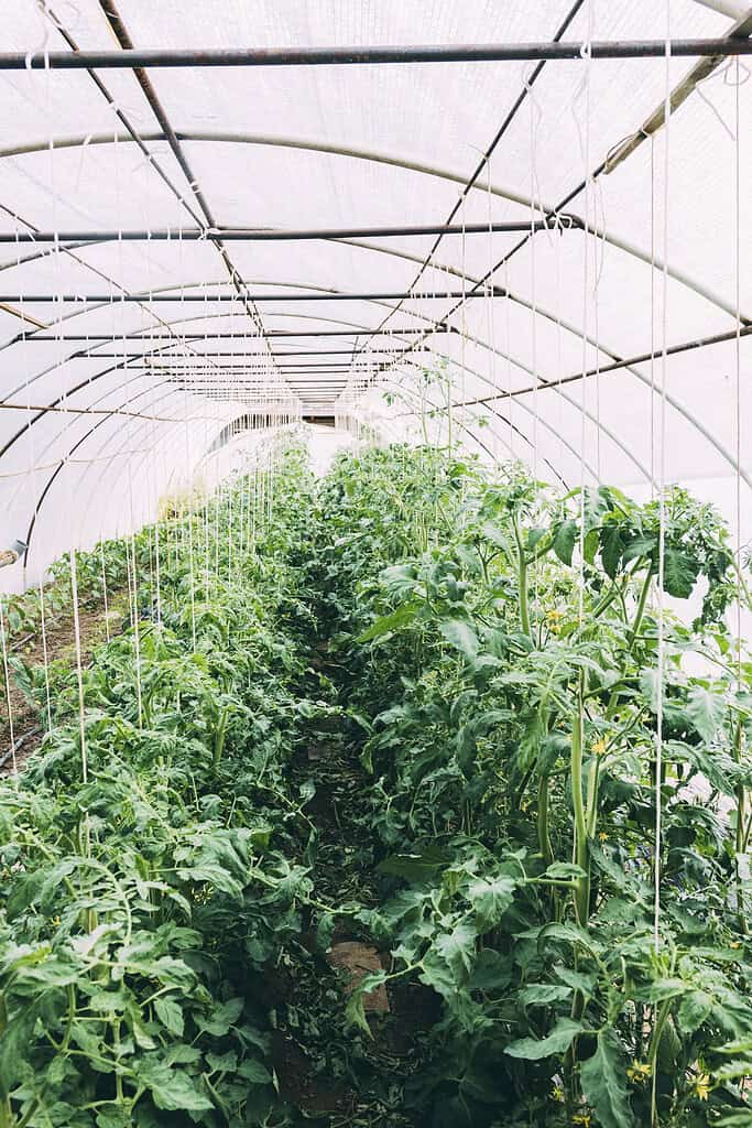 a well-maintained greenhouse tunnel filled with rows of tall, healthy tomato plants
