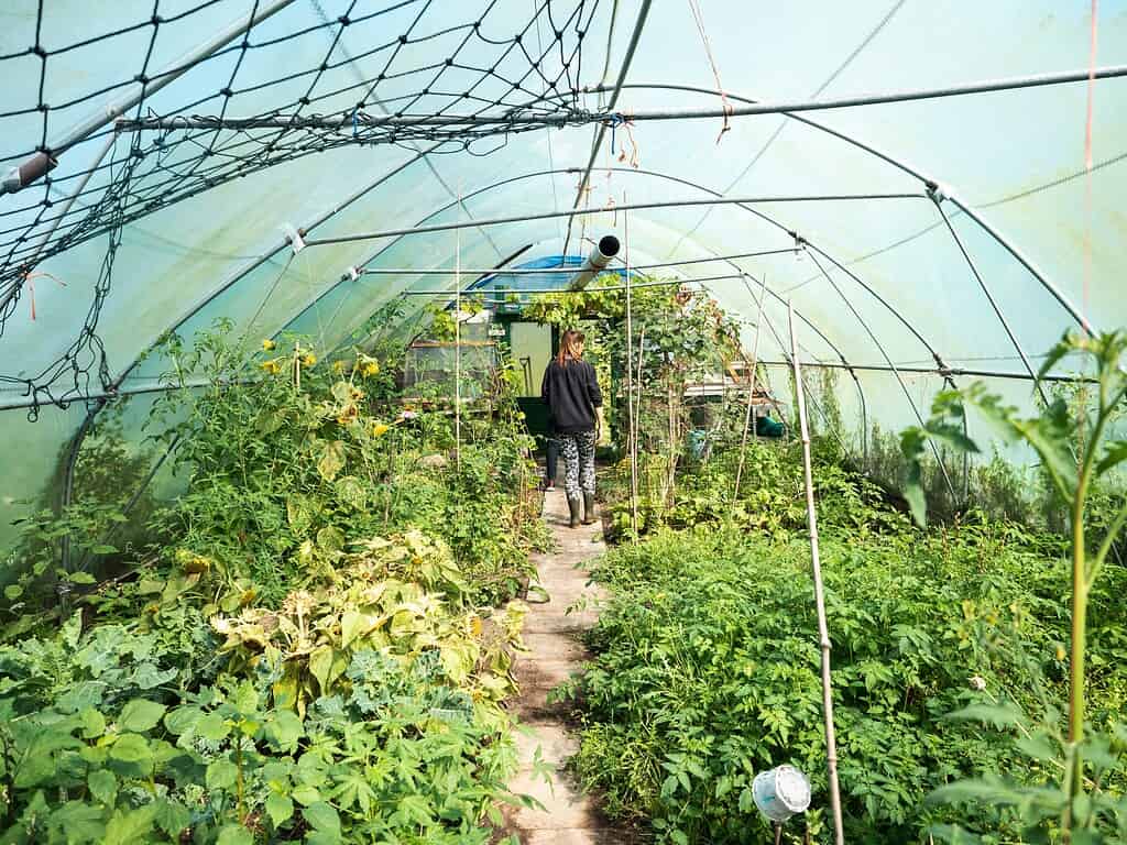 a person walking through a lush, overgrown greenhouse tunnel