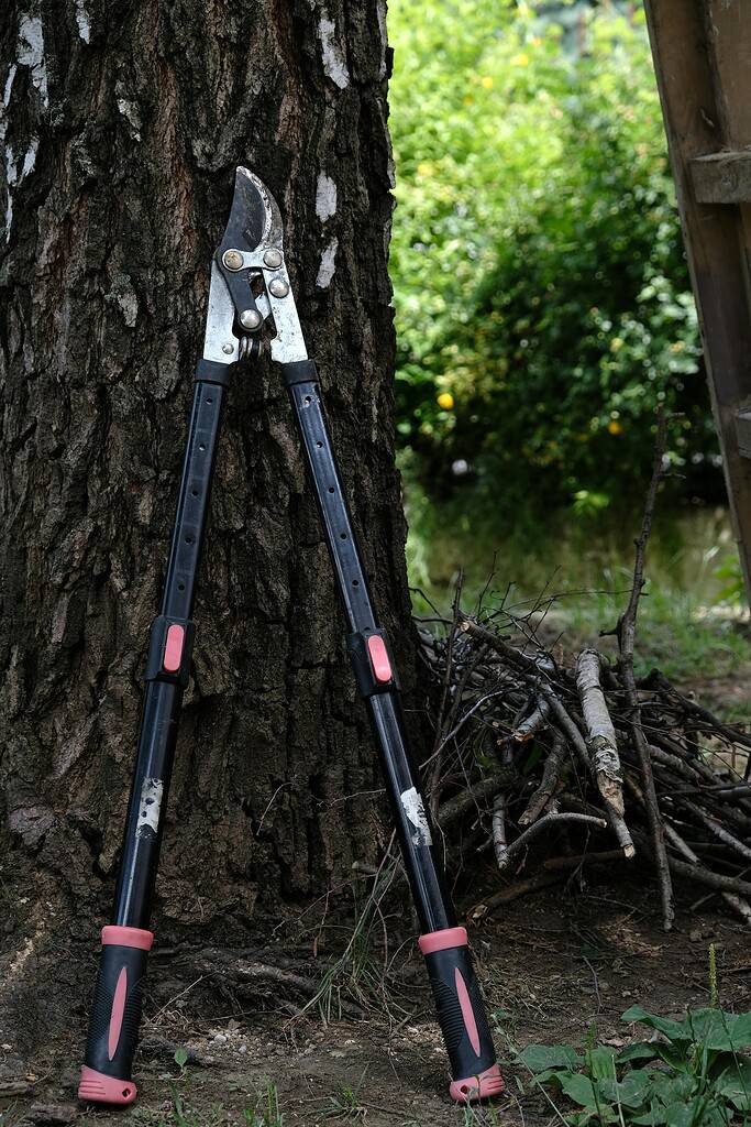 Loppers resting on a tree branch after pruning